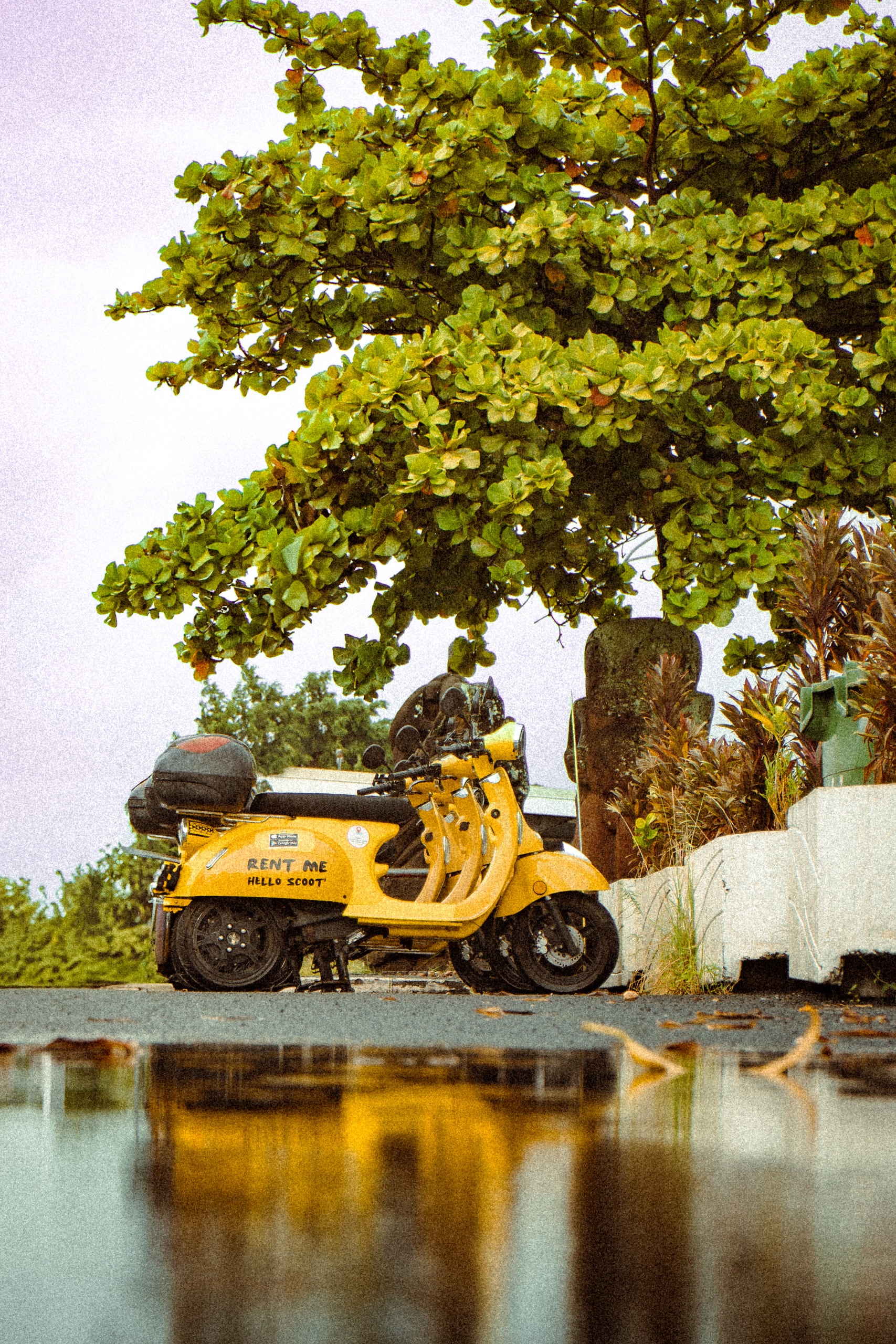 A scooter parked beneath a broad tree beside still water