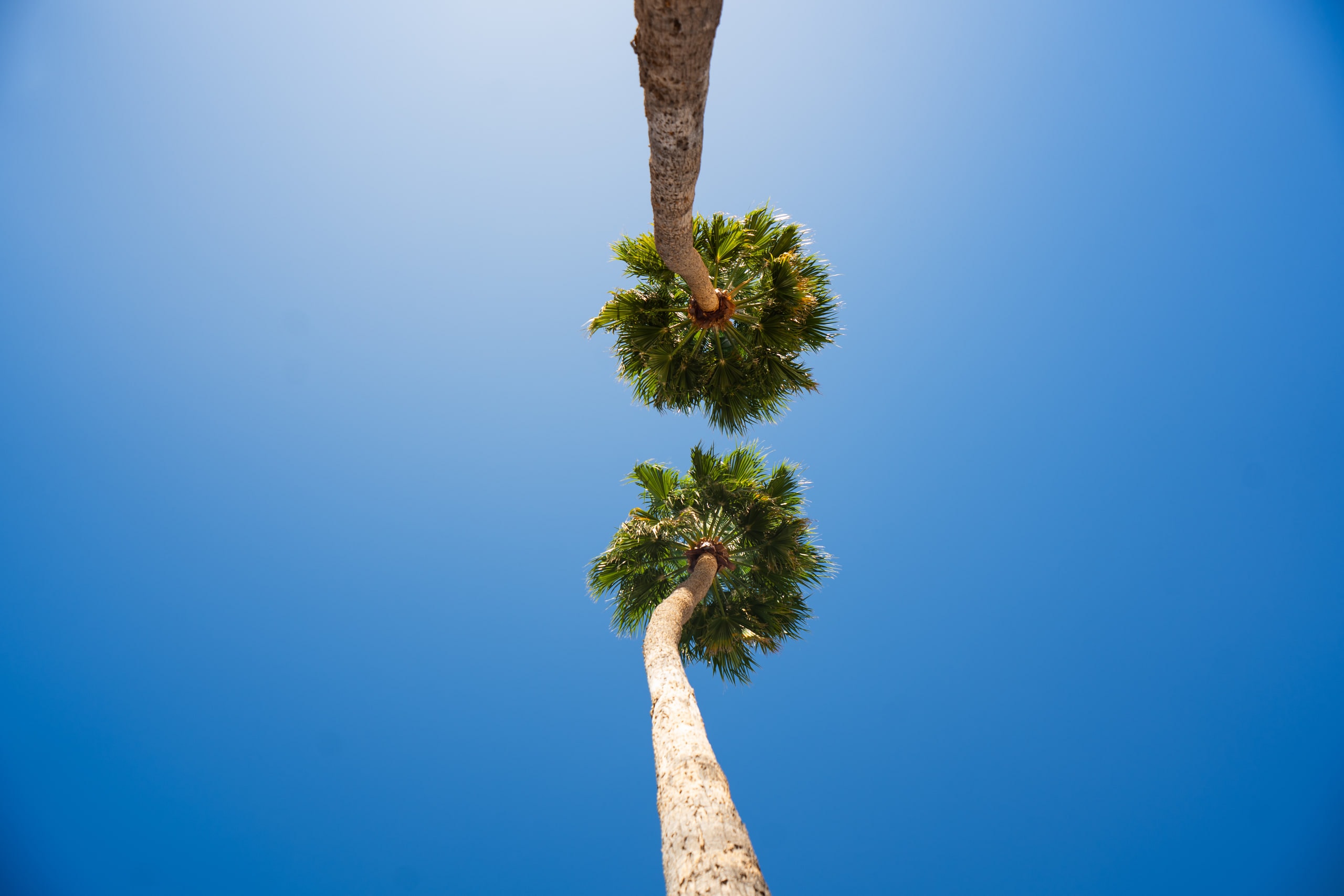 The crown of a palm against a clear sky