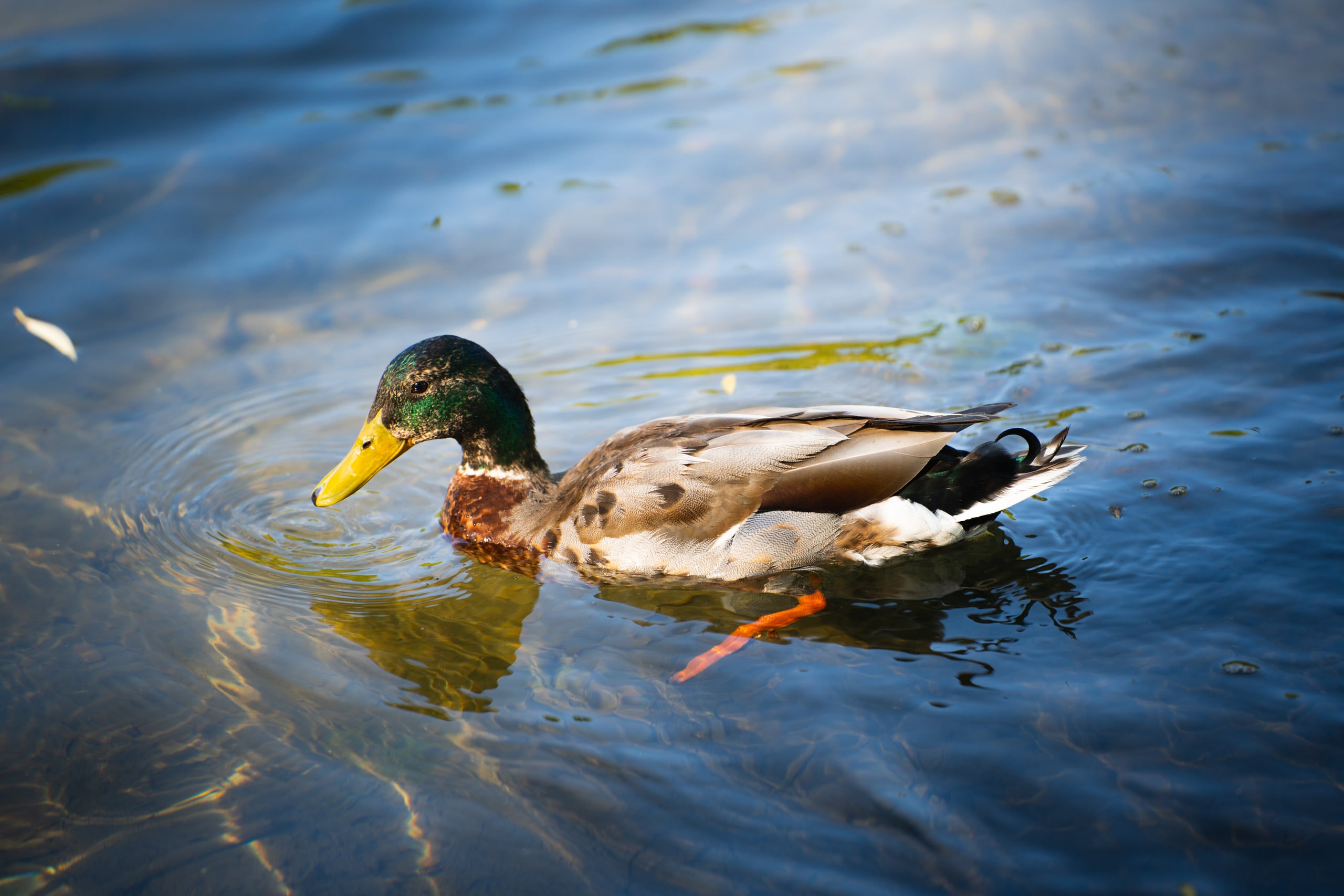 A mallard swimming through sunlit water